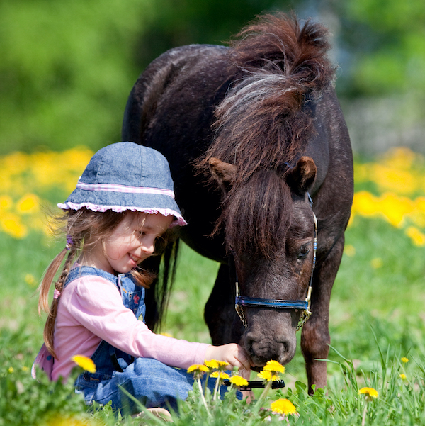 Mini Horse Petting Zoo