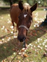 Horse Rides Mobile Petting Zoo