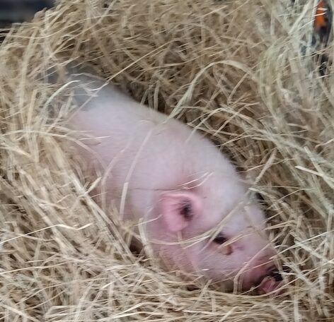 Small Pig Mobile Petting Zoo