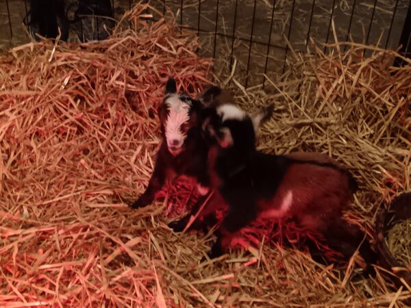 Baby Goat Petting Zoo